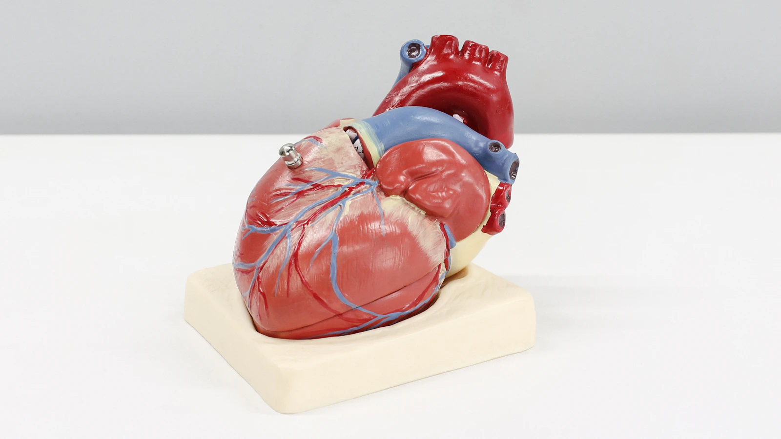 Anatomisch model van een menselijk hart.