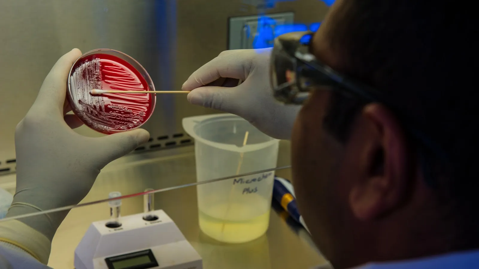 Een laborant met handschoenen strijkt een bacteriekweek uit op een petrischaal.
