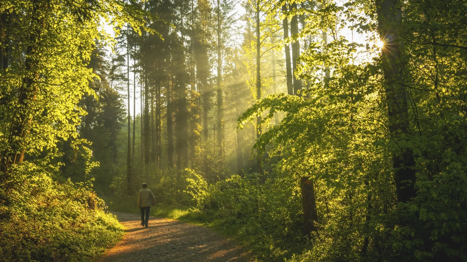 Iemand wandelt over een bospad tussen groene bomen in het ochtendlicht.