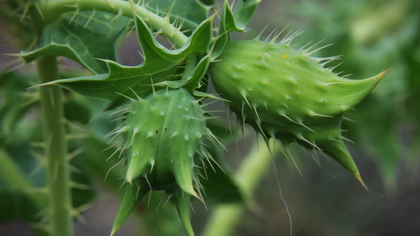 Groene stekelige zaaddozen aan een doornige plant, van dichtbij.